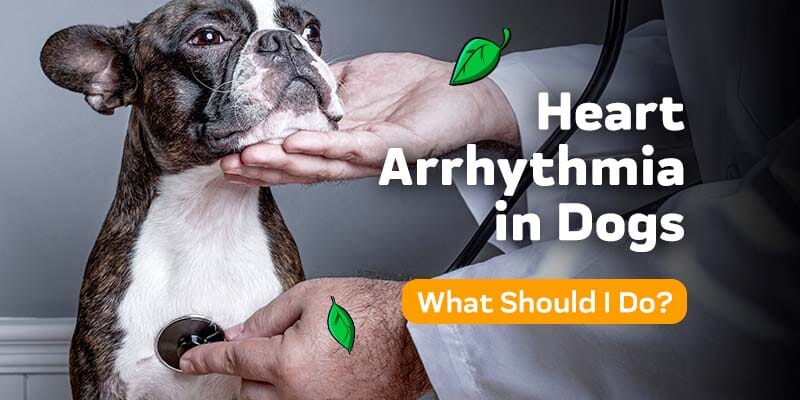 can dogs live with arrhythmia