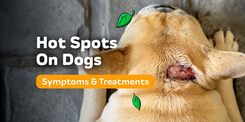 how do you treat moist dermatitis in dogs