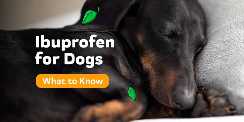 can dogs take ibuprofen safely