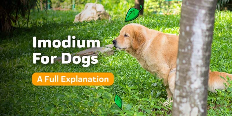 does imodium help diarrhea in dogs