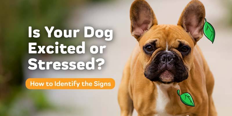 what are the signs of a stressed dog