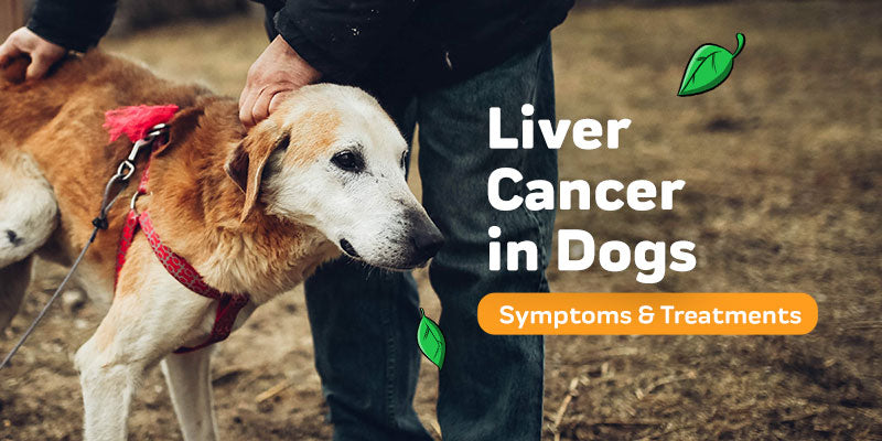 what percentage of dogs die of cancer