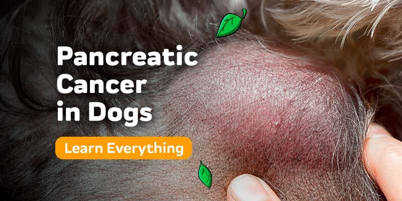 what causes pancreatic cancer in dogs