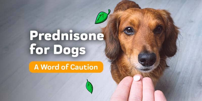 does prednisone cause gas in dogs