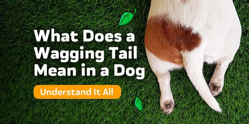 what does it mean when dog wags tail