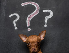 True Or False: Five Things You Thought You Knew About CBD For Dogs | Innovet Pet