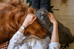 How Petting Effects Our Dogs (and Us) Physiologically | Innovet Pet