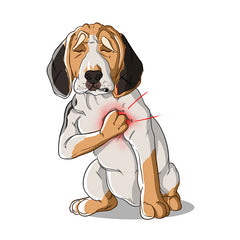 Heart Arrhythmia in Dogs | Innovet Pet