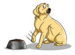CBD For Irritable Bowel Syndrome In Dogs : Can It Help? | Innovet Pet