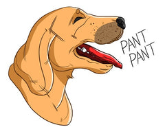 Do Dogs Sweat? | Innovet Pet