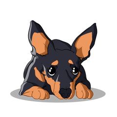 Gabapentin For Dogs | Innovet Pet