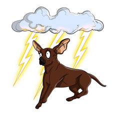 Help! My Dog is Scared of Thunder | Innovet Pet