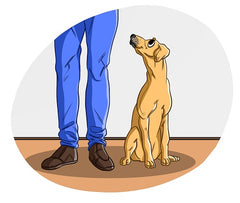 How to Train a Dog to Heel | Innovet Pet