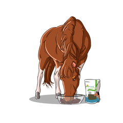 How Do I Keep My Horse Healthy? | Innovet Pet