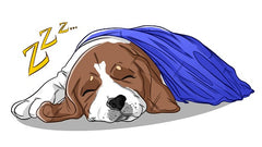 How to Stop Dog Snoring and How CBD Can Help | Innovet Pet