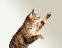 How Hemp Oil Can Help Against Cat Scratching | Innovet Pet