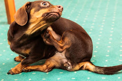 Natural And Safe Flea Control For Pets | Innovet Pet