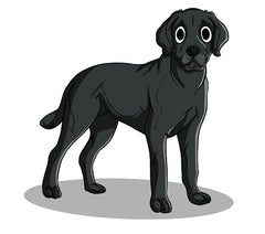 Labrador Retrievers | Innovet Pet