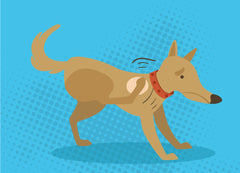 Mange in Dogs: Different Types and Knowing The Differences | Innovet Pet