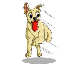 The Importance Of Organic Dog Food Explained | Innovet Pet