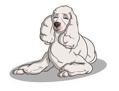 Poodle Personality | Innovet Pet
