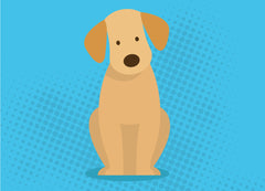 Previcox for Dogs: An All-Around Guide | Innovet Pet
