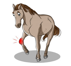 Equine CBD Oil | Innovet Pet