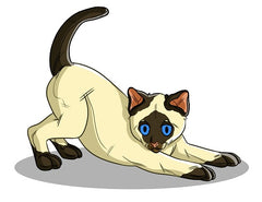 Siamese Cats | Innovet Pet