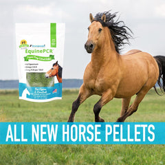 How Do I Keep My Horse Healthy?