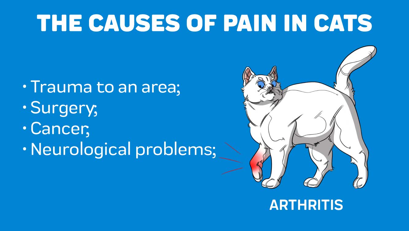The causes of pain in Cats