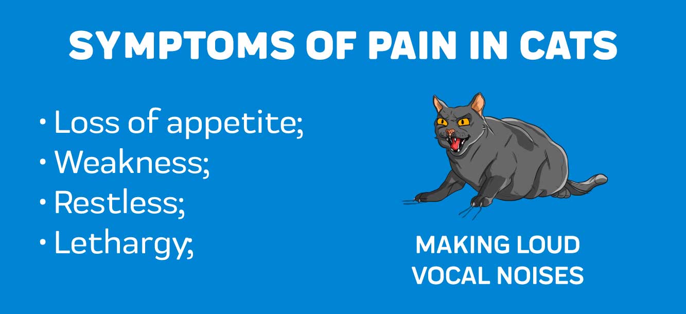 Symptoms of Pain in Cats
