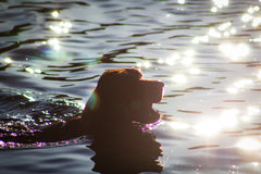 These Algae-Filled Waters Are Posing a Deadly Threat to Dogs | Innovet Pet