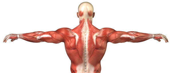 Anatomie Muskeln