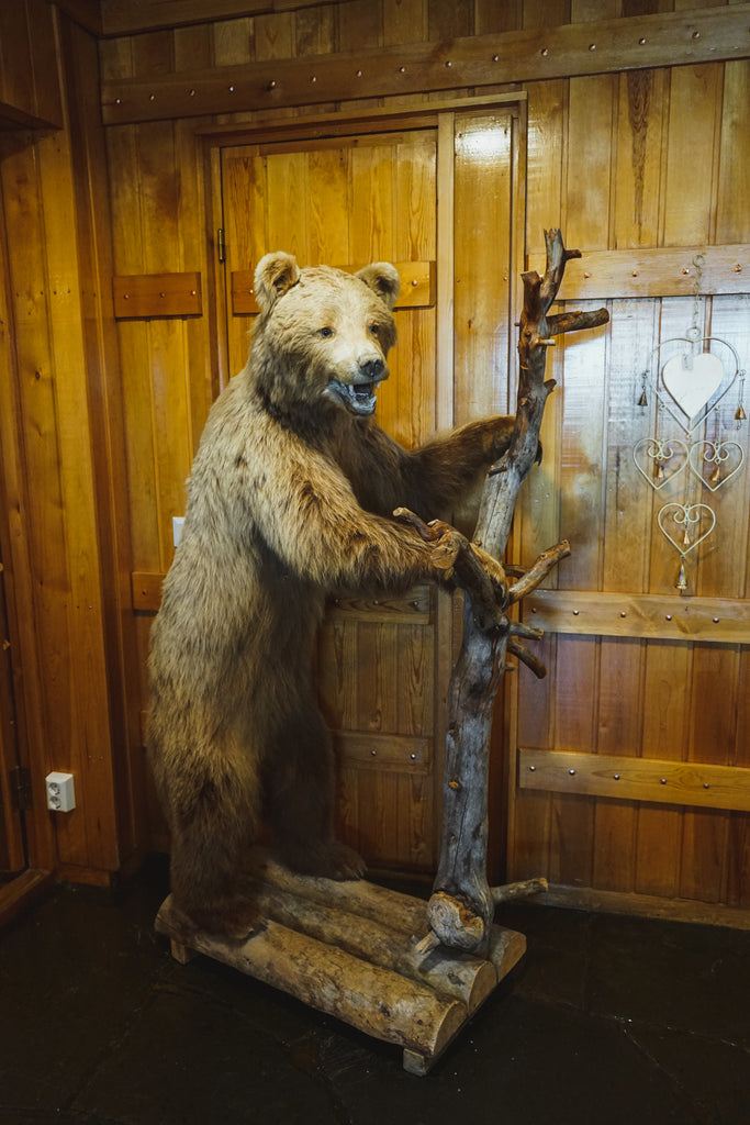 taxidermy bear in Finland