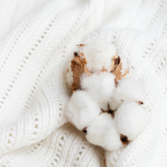 Cotton plant with white scarf