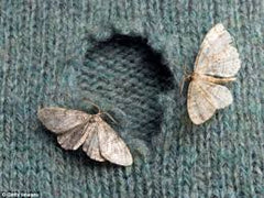 Moth damage to wool