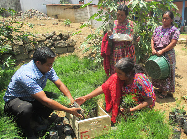 agronomist Diego Ujpan explains care of trees