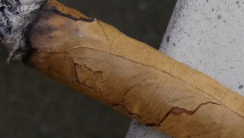 Trockene Zigarren retten ist möglich, solange sie intakt sind. Vorsicht, trockene Zigarren brechen leicht!