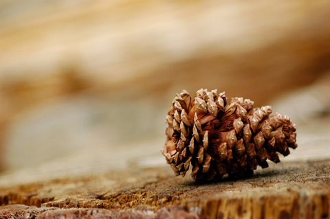 pine cone on tree trunk