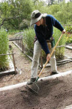 Gardener with hat breaking up clumps in the soil with a rake.