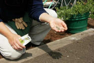 Gardener's hand with seeds in hand putting seed into soil.