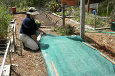 Gardener with hat covering a garden bed with shade cloth.