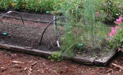 Garden bed covered with hooped netting made of black polytube.