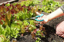 Hand with scissors cutting mesclun lettuce.