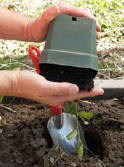 A hand turning a seedling pot with a sweet pea seedling in it upside down to gently remove the seedling and root ball - Renee's Garden 