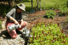 Gardener adding a liquid nitrogen fertilizer to the garden bed of lettuces.