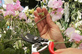 A person taking a cutting of some sweet pea blossoms but snipping them at the end of the stem - Renee's Garden