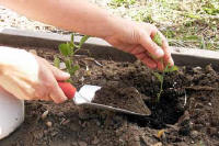 A hand using a trowel to gently fill in a hole containing a freshly planted sweet pea seedling with soil - Renee's Garden