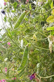 A sweet pea plant that has finished blooming and is going to seed - Renee's Garden