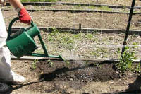 A person using a watering can with a sprinkler head to water seedlings - Renee's Garden 